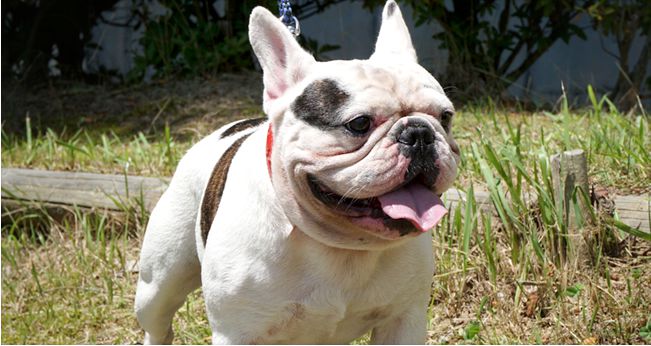 フレンチブルドッグの子犬情報は三重県桑名市のジョージハウス